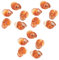COLLBATH 15 Pièces Coquilles D'Escargot Françaises Servant des Coquilles D'Escargot Accessoires De Cuisine Coquilles De Crabe Coquilles D'Escargot Naturelles Coquilles D'Escargot Vides