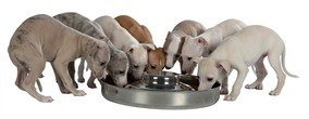 Warwick Whelping Boxes Puppy saucer weaning feeding bowl stainless steel Extra Large 15