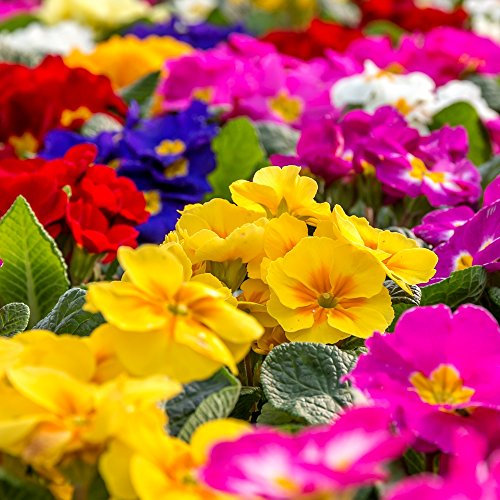 Primel, englische Primrose mischen Samen - Primula acaulis