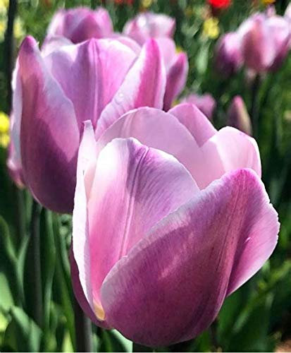 Tulpen-Zwiebeln im Verkauf, Pflanzen, Stark, Wurzeln, Terrasse, exotisch, Geschenke, magisch, selten, Arten, Blumen, Bonsai-Violett, 25 Glühbirnen