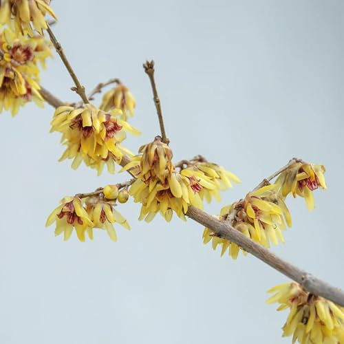 Chinesische Winterblüte, Chimonathus praecox, ca. 60cm, im 3L Topf
