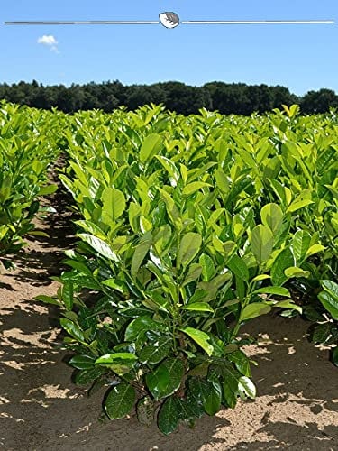 Großblättriger Kirschlorbeer 160-180 cm IM TOPF. 3 St. Sichtschutz Lorbeerhecke