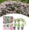 NatureNest, Waldrebe Misch, Clematis Montana, 3 Stück, 30-38 cm, Kletterpflanze, Gartenpflege