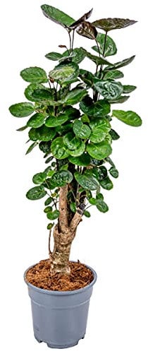 Bloomique - Polyscias Fabian - Aralie - Zimmerpflanzen - Luftreinigend - Tierfreundlich - Pflegeleicht - 50-60 cm Hoch - Topf 17 cm