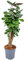 Bloomique - Polyscias Fabian - Aralie - Zimmerpflanzen - Luftreinigend - Tierfreundlich - Pflegeleicht - 50-60 cm Hoch - Topf 17 cm