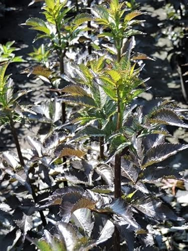 1 Stück Rotlaubige Fliederbeere Black Beauty (Sambucus nigra) Containerware 60-80 cm
