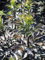 1 Stück Rotlaubige Fliederbeere Black Beauty (Sambucus nigra) Containerware 60-80 cm