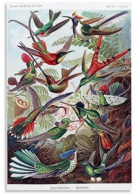 NgAnoh Kolibri von Ernst Haeckel Leinwanddruck, Poster, Wandkunst, dekoratives Schlafzimmer, modernes Zuhause, 60 x 90 cm