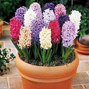 10: Orange Hyacinthus Orientalis Seeds Hyazinthen Topf Bonsai Balkon Blumensamen DIY Hausgarten 100 Partikel/Los