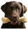ZHXXFD 5D Diamond Painting Bilder Full Drill Groß Tierhund Labrador - Diamond Painting Für Kinder Erwachsene,Diamant Malerei set groß Tiere Stickerei Kreuzstich Mosaik Kits 50x60CM