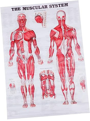 VILLFUL Anatomieposter Skelett Menschlicher Körper Wandposter Lehrtafel Muskelsystem Anatomisches Diagramm Klassenzimmer Labor