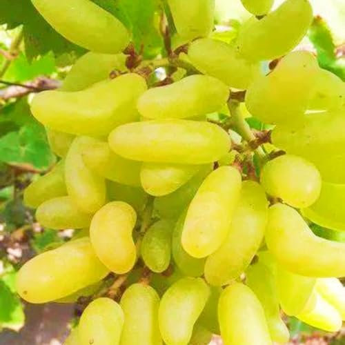 Winterhart Mehrjährig,Weinreben Winterhart,Weintrauben Kernlos,Tafel-Trauben Weinreben Vitis Vinifera,Tafel-Traube,Tafeltraube,Kernlose Weinreben Pflanzen,Weintraube-3zwiebeln-b