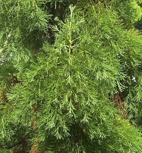 Kalifornischer Mammutbaum Greenpeace 40-60cm - Sequoiadendron giganteum - lebende Gartenpflanze aus den Baumschulen