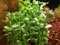 Kleines Fettblatt / Bacopa monnieri x 5 Bund