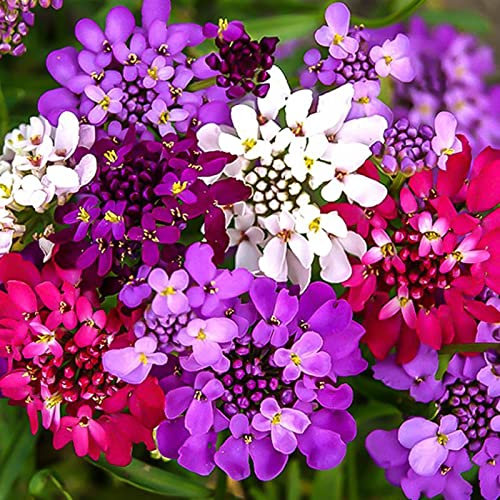 WmHeoo2077 Frühling Blumen mehrjährig winterhart,Four Seasons Easy Live Blumensamen, Blumensamen für den Innenbereich, gemischte Farbe, 1000 Kapseln,Steingarten Staudenbeet