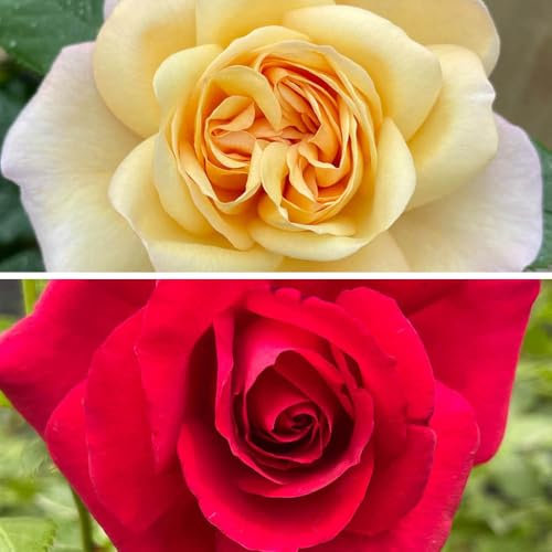 YouGarden Climbing Rose Collection, 2 x 4.5 Litre Pots, Vibrant, Fragrant, Hardy Garden Plants