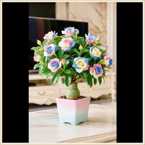 Rosa del deserto bonsai Per fioriere eleganti,Capolavori in vaso di premium garden stakes a rapida crescita brillante,Bellezza Ambiente,adenium obesum vera.-1unità-J