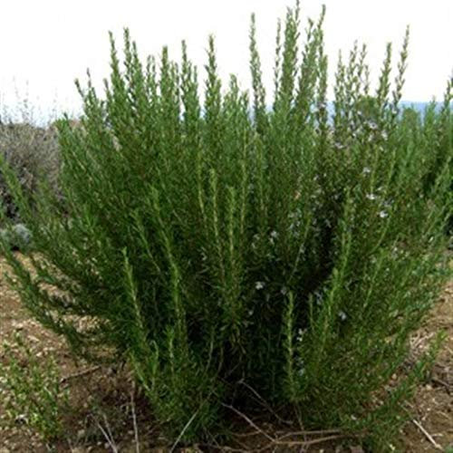 PAGANO DOMENICO E FIGLI SEMENTI DAL 1954