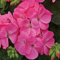 Geranium Plants, 'Rose', 20 x Full Plant Pack, Bedding Plants, Geraniums, Garden Flowers, Pink Geranium, Garden Ready and Ready to Plant, Premium Quality Flowers