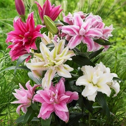 5 x Lilium Double Oriental Mixed – Mix of Light Pink, Bright Pink & White Blooms – Perennial – Summer Flowering Bulbs – Fragrant & Showy – for Your Beautiful Garden