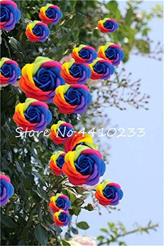 Ponak nuevas 100 PC rosal trepador semillas de flores para jardinería mixta