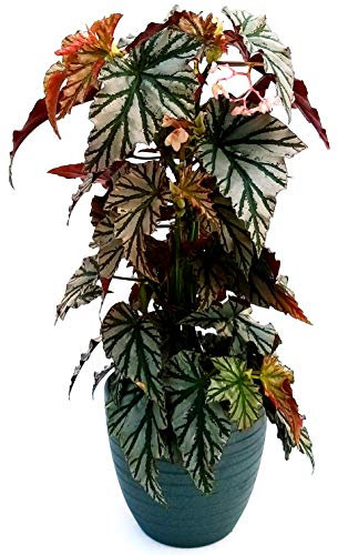 POWERS TO FLOWERS - BEGONIA REX BLAD OVERING HIGHWAY, IN VASO CERAMICA NERO A RIGHEpianta vera