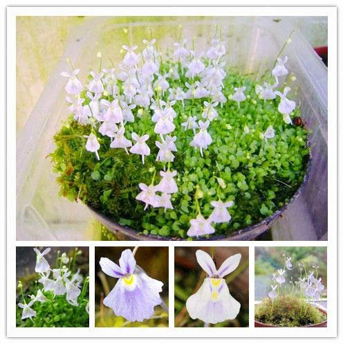 Genipap 50 Utricularia Sandersonii Blumensamen