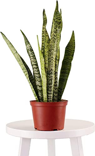DECOALIVE | Sansevieria Trifasciata Laurentii | Colección Plantas Poca Luz | Espada de San Jorge | Planta de Interior Natural