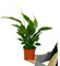 SPATHIPHYLLUM | Maceta 17CM | Altura 60CM | Planta de Interior | Purificadora de Aire | Lirio de la Paz | Decoración de Interiores | Resistente | Hojas Verdes Brillantes
