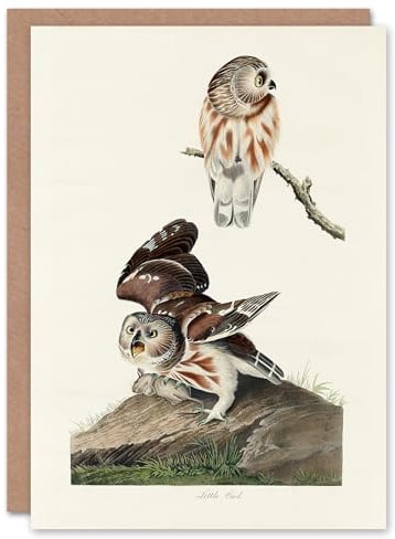 Artery8 John James Audubon Art Card Birds Of America Little Owls
