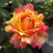 Rose Des Cisterciens - 5.5lt Potted Hybrid Tea Garden Rose Bush - Yellow and Pink Blend, Fragrant