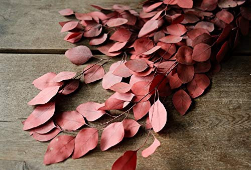 NaDeco Eucalyptus Populus konserviert, rot im Bund ca. 60cm Eucalyptus Zweige Eukalyptuszweig Getrocknete Eucalyptus Blätter Boho Deko Trockenblumen getrocknete Blumen Trockenstrauß
