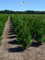 Lebensbaum Thuja plicata Martin 60-80 cm. 5 Heckenpflanzen. Dichte Thuja Hecke