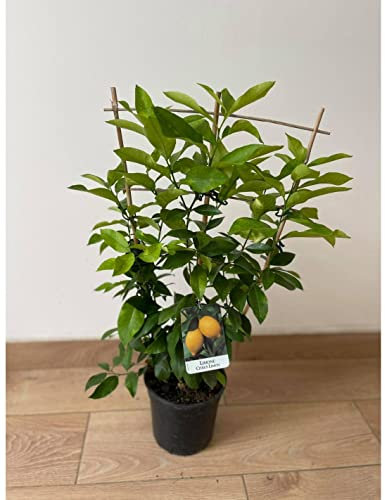 Albero di Limone a spalliera Vaso 17cm