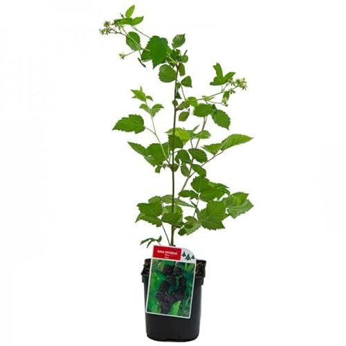 Morera Natural Árbol Frutal de Exterior Productor de Moras