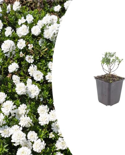 Iberis semp. 'Schneeflocke' | 12 Stück - 10-25cm - Ø9cm - Gartenpflanze