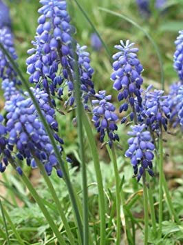 -Bulk- Traubenhyazinthe „Muscari“ 150 + Staudensamen