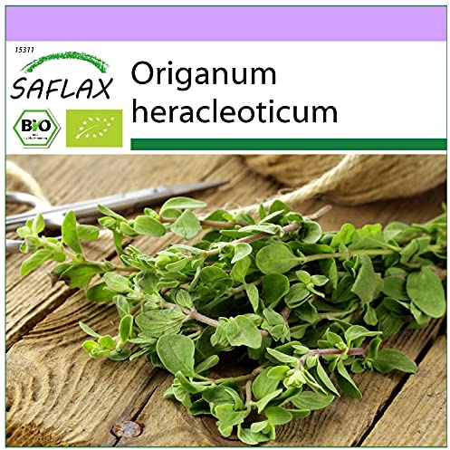 SAFLAX - BIO - Oregano - 1500 Samen - Origanum heracleoticum