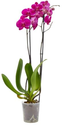 Planta Orquidea phalaenopsis natural 2 tallos maceta Ø12cm - Verdecora… (Morada)