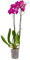 Planta Orquidea phalaenopsis natural 2 tallos maceta Ø12cm - Verdecora… (Morada)