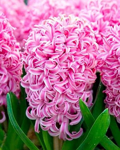 70 Stück Rosa Orientalis Hyazinthen-Blumensamen