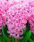 70 Stück Rosa Orientalis Hyazinthen-Blumensamen