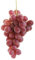 Pianta di UVA VITE innestata RED GLOBE vaso 16 cm FOTO REALE AMDGarden