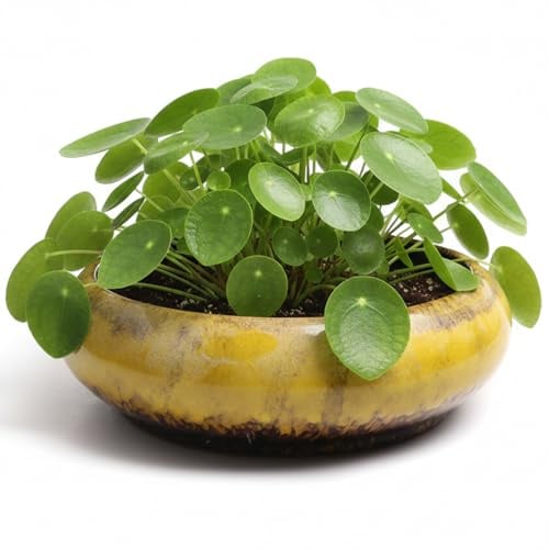 Otbushit Grand Pot de bonsaï en céramique avec Finition émaillée pour Plantes succulentes d'intérieur, Bol de Jardin Large et Peu Profond, Jaune