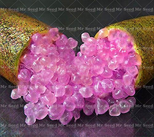 Semi 50Pcs frutta tropicale Finger Limes agrumi Semi per i semi da giardino balcone piante rare Bonsai Albero da frutto Sapore Frutta Speciale 4