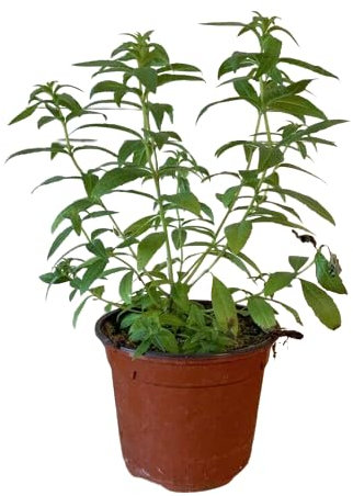 Hierba Luisa Planta Natural de Exterior y Fácil de Cuidar