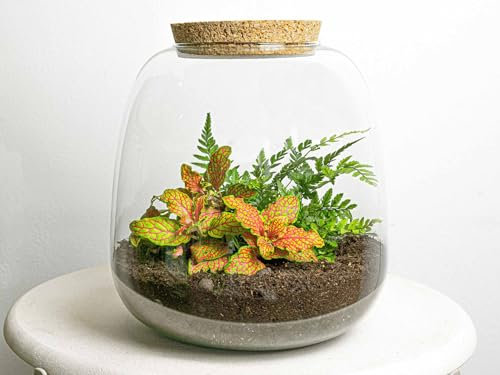 urbanjngl.com - Pflanzenterrarium - Emma Mini - DIY kit - ↑ 20 cm - Fittonia Ruby Lime - Do-It-Yourself Paket - DIY-Set - Pflanze im Glas - Komplettset Terrarium
