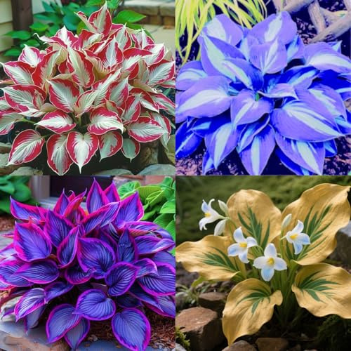 HGJKYTFCDG - Achetez les hostas résistants à l'hiver - Rhizomes de hosta - Acheter des hostas - Véritables hostas avec rhizome, idéal pour acheter pour votre jardin - Lot de 4 pièces