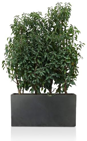 IDEALIST 100cm Large Trough | Dark Grey Reinforced Stone Rectangle Plant Pot | Garden Planters with Drainage Holes L100 W36 H51.5 cm, 137 litres