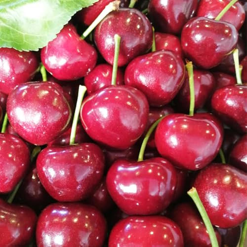 30 pcs Kirschbaum samen hochbeete für garten、gartenpflanzen balkon pflanze、geschenke für gartenliebhaber säulenobstbäume、exotische pflanzen pflanzentopf、gartendeko für draußen balkonpflanzen